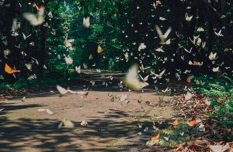 lac loi giua rung buom o vuon quoc gia cuc phuong