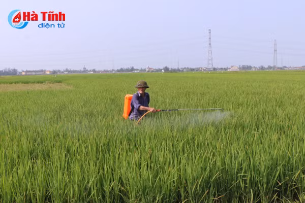 soc nhiet 1 143 ha lua xuan o ha tinh bi vang kho dau la