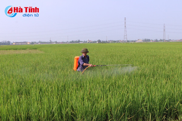 soc nhiet 1 143 ha lua xuan o ha tinh bi vang kho dau la