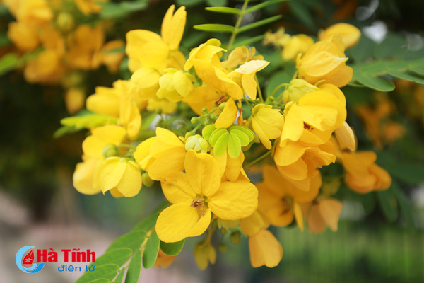 ruc sac hoa diep vang giua long tp ha tinh