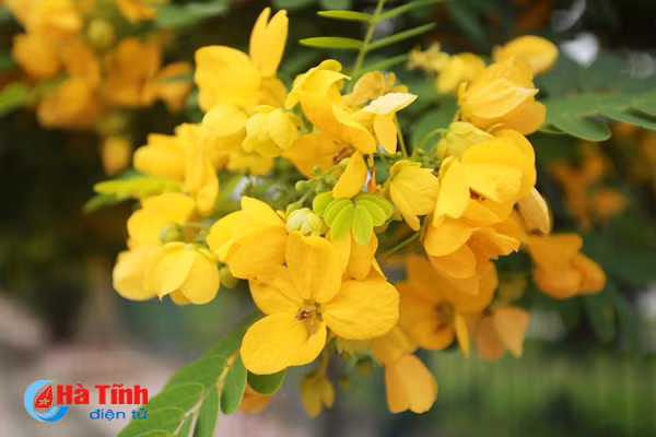 ruc sac hoa diep vang giua long tp ha tinh