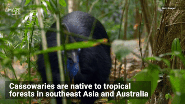 Loài chim như “đô vật” nguy hiểm nhất thế giới