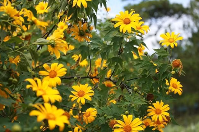 6 canh dong hoa dep nhu tranh o viet nam