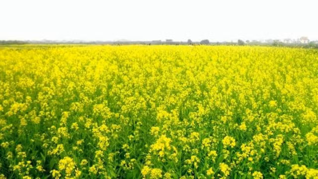 6 canh dong hoa dep nhu tranh o viet nam