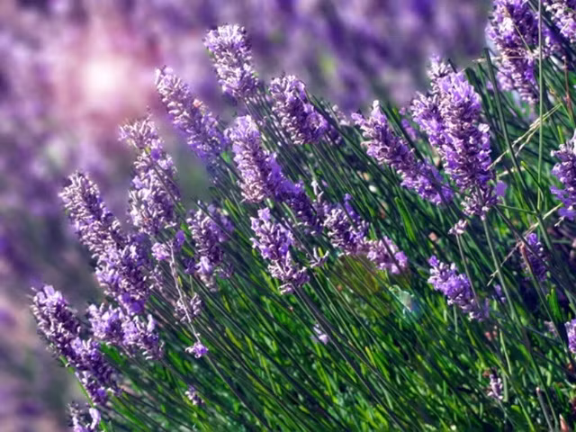 6 canh dong hoa dep nhu tranh o viet nam