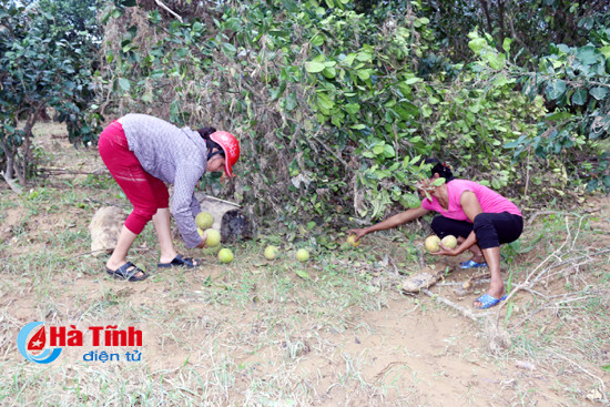 huong khe hang tram hec ta buoi phuc trach tan hoang sau lu