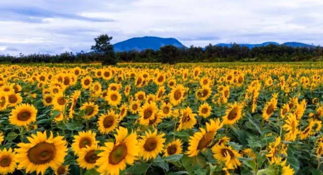 6 canh dong hoa dep nhu tranh o viet nam