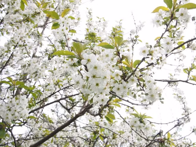 6 canh dong hoa dep nhu tranh o viet nam