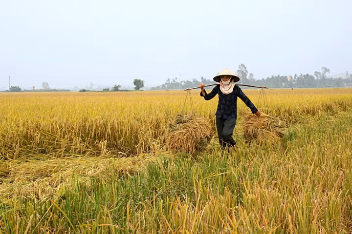 ve dep nguoi phu nu viet nam cung chiec non la