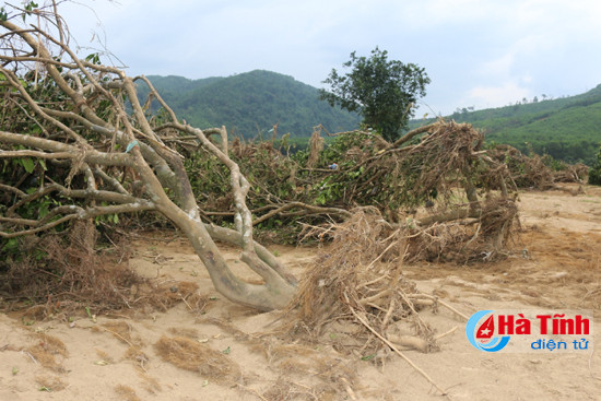 huong khe hang tram hec ta buoi phuc trach tan hoang sau lu