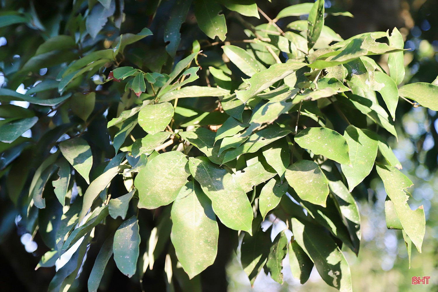 Những tán lá xanh tốt của cây vải gần 300 năm tuổi trong khuôn viên chùa Tượng Sơn.