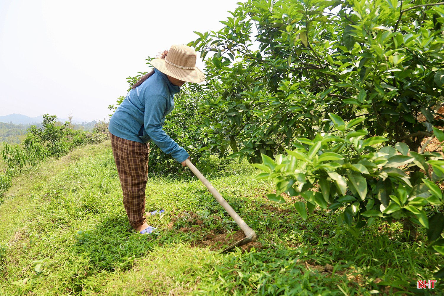 Việc chủ động chăm sóc cây đúng thời điểm và quy trình kỹ thuật sẽ giúp bà con có một mùa cam bội thu.