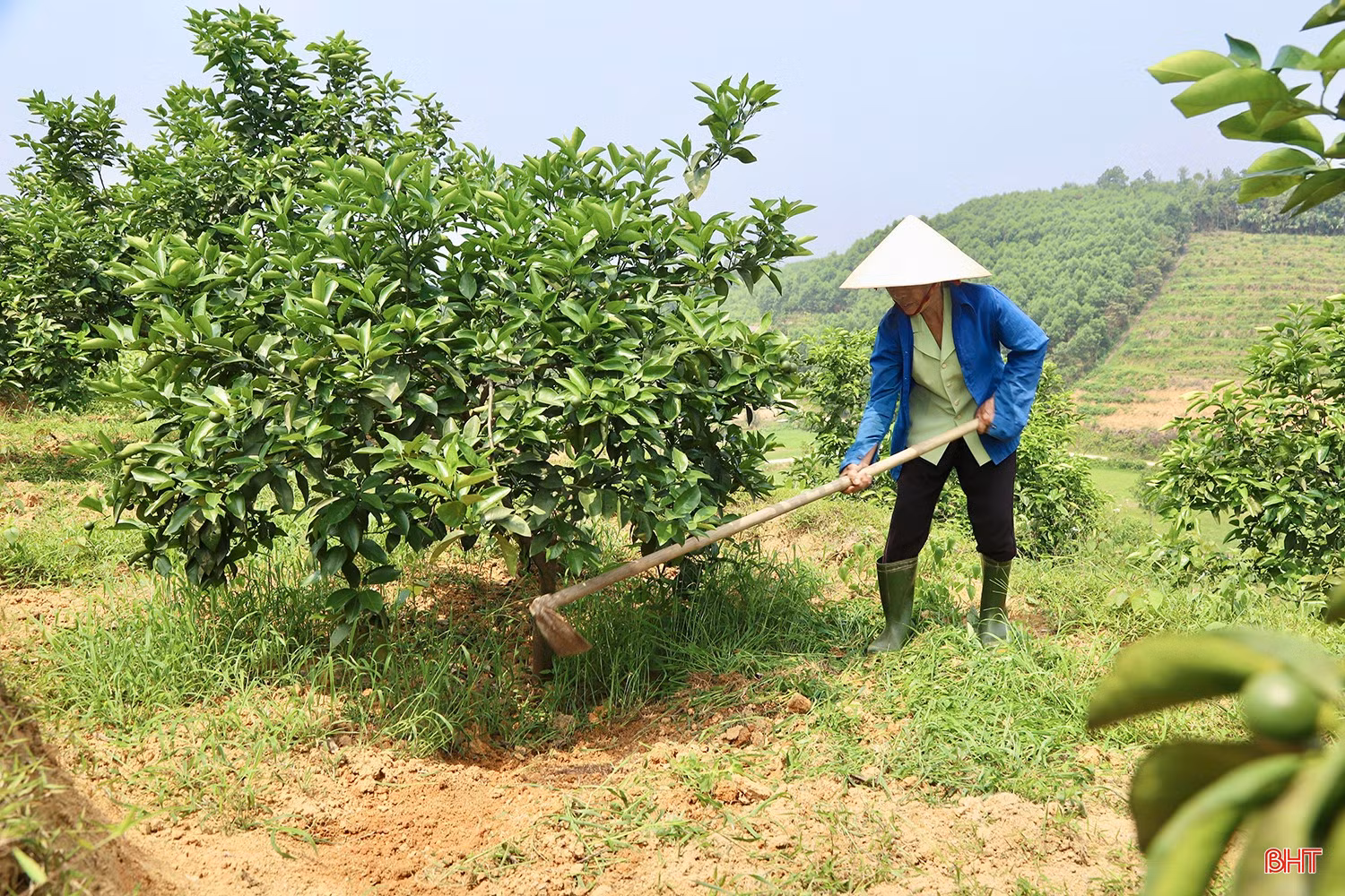 Tại thôn Yên Du (xã Mai Hoa), bà Nguyễn Thị Nguyệt đang tập trung chăm sóc hơn 1,5 ha cam của gia đình. Sau khi hoàn tất vệ sinh vườn, bà tiến hành bón phân và cẩn trọng kiểm tra tình trạng sinh trưởng của từng khu vực để có chế độ dinh dưỡng phù hợp.