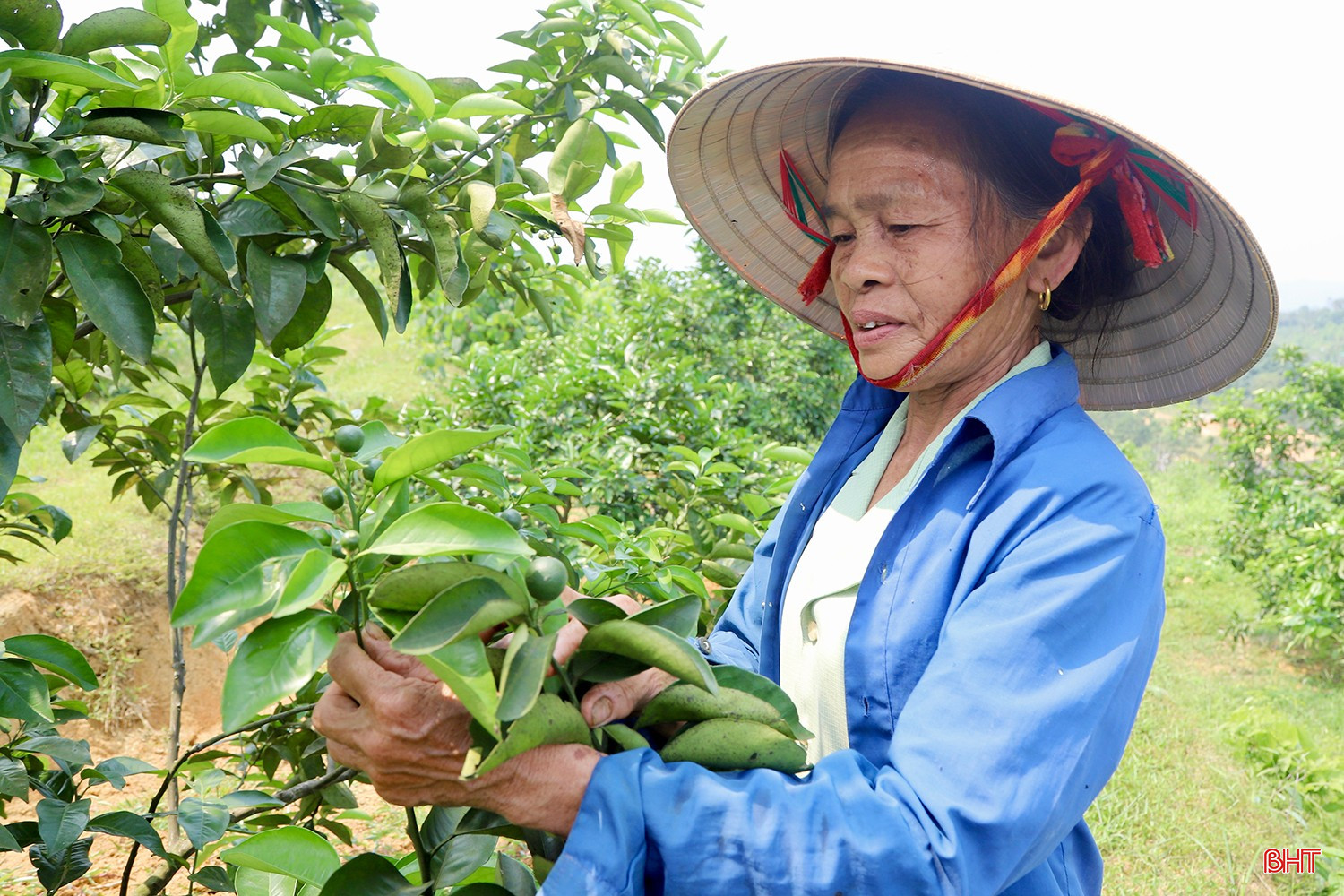 Theo bà Nguyệt, việc hiểu được "sức khỏe" của cây lúc này là chìa khóa để duy trì sự bền bỉ cho vườn cam qua nhiều năm. Vụ cam năm ngoái, nhờ chăm sóc tốt nên vườn cam của gia đình bà cho thu hoạch hơn 10 tấn quả, mang về nguồn thu hơn 300 triệu đồng.