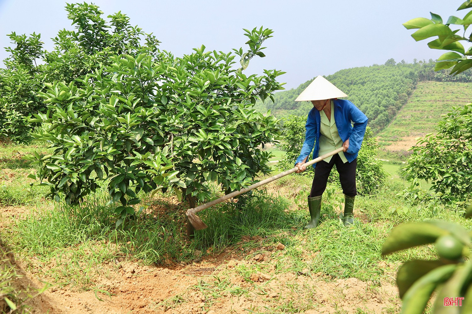 Tại thôn Yên Du (xã Mai Hoa), bà Nguyễn Thị Nguyệt đang tập trung chăm sóc hơn 1,5 ha cam của gia đình. Sau khi hoàn tất vệ sinh vườn, bà tiến hành bón phân và cẩn trọng kiểm tra tình trạng sinh trưởng của từng khu vực để có chế độ dinh dưỡng phù hợp.