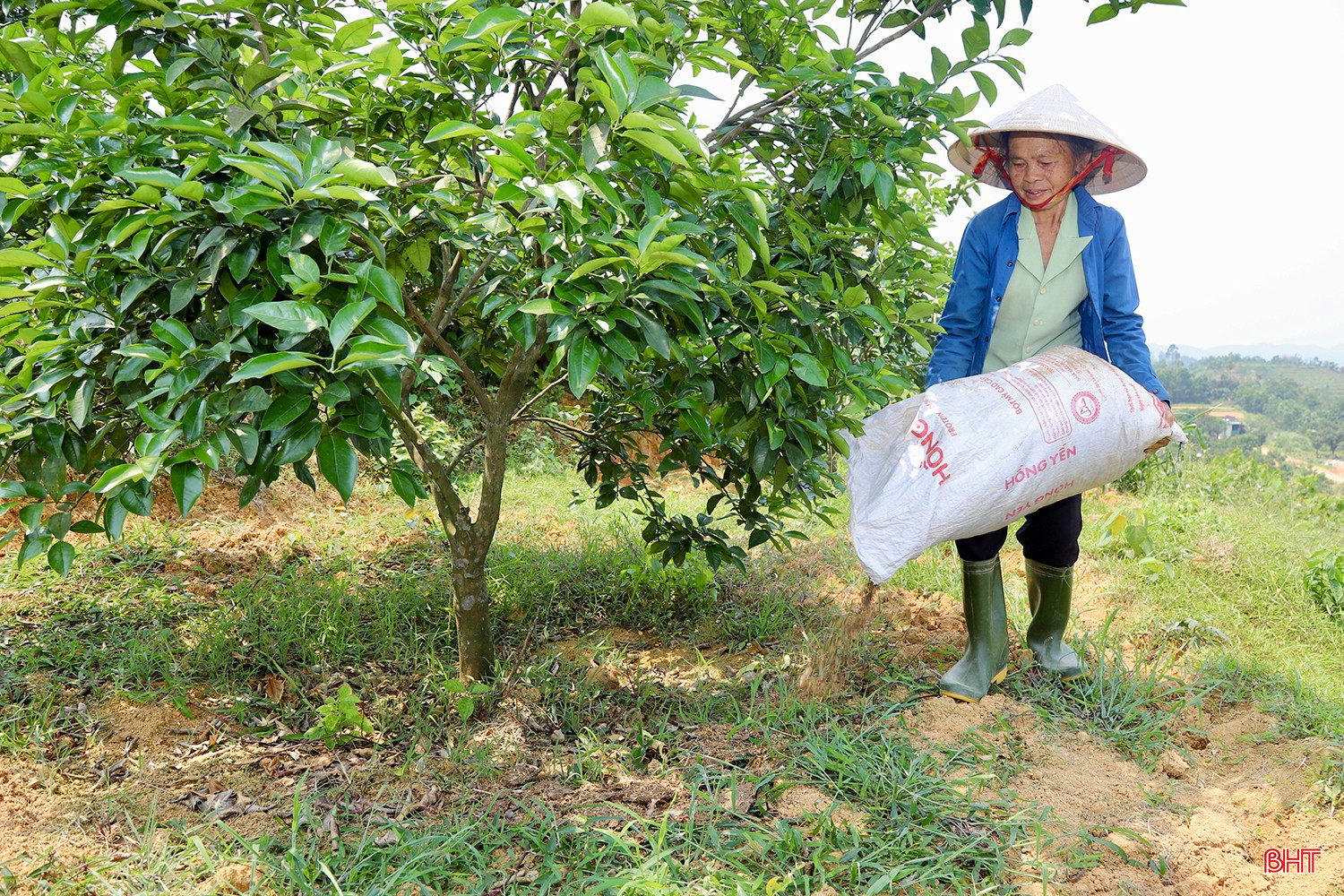 Năm nay, gia đình bà Nguyệt tiếp tục đầu tư chăm sóc vườn cam theo tiêu chuẩn hữu cơ. Bởi theo bà, việc áp dụng quy trình này không chỉ giúp cây phát triển khỏe, cho ra những trái cam ngon, an toàn mà còn góp phần bảo vệ môi trường, tạo ra sản phẩm nông nghiệp bền vững.