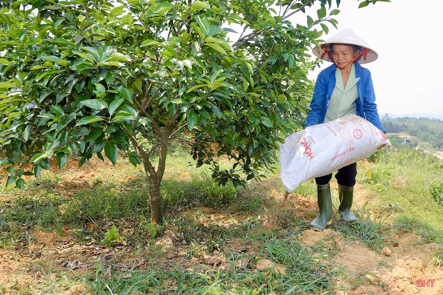 Năm nay, gia đình bà Nguyệt tiếp tục đầu tư chăm sóc vườn cam theo tiêu chuẩn hữu cơ. Bởi theo bà, việc áp dụng quy trình này không chỉ giúp cây phát triển khỏe, cho ra những trái cam ngon, an toàn mà còn góp phần bảo vệ môi trường, tạo ra sản phẩm nông nghiệp bền vững.