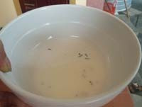 Bát sữa có sâu chị Hãi đổ ra từ hộp sữa tươi Ba Vì