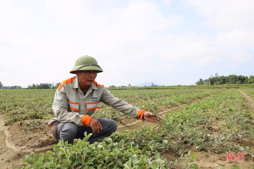 Cán bộ thôn dẫn lối “đổi đời” từ trồng cây dược liệu