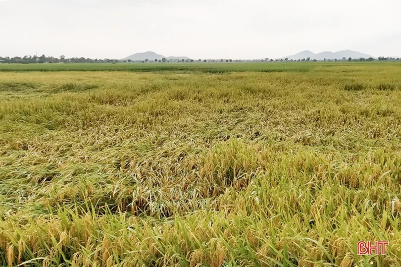 Hơn 1.400 ha lúa xuân đổ ngã do mưa dông, gió giật