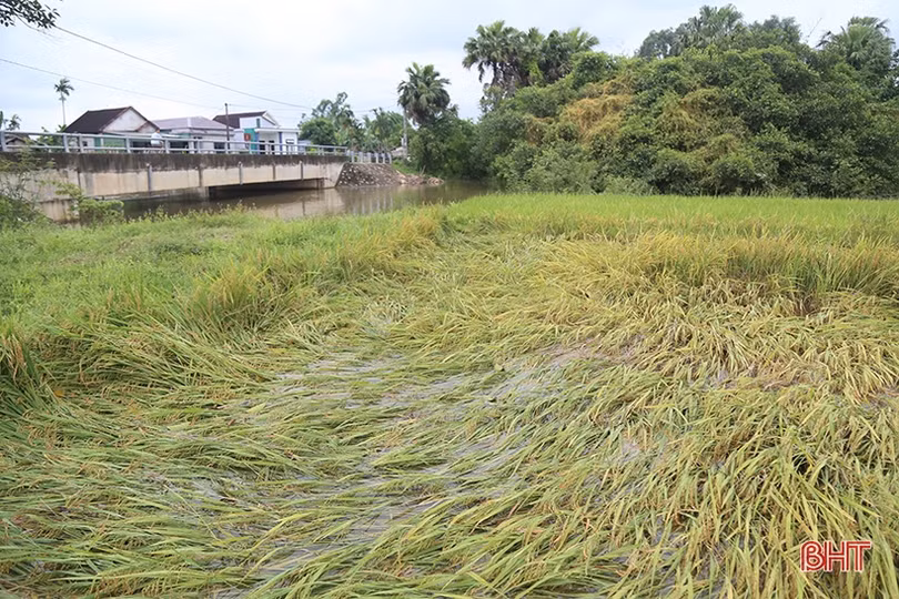 Nhiều diện tích lúa úng ngập do thi công cầu thuộc đường Hàm Nghi kéo dài cản trở dòng chảy