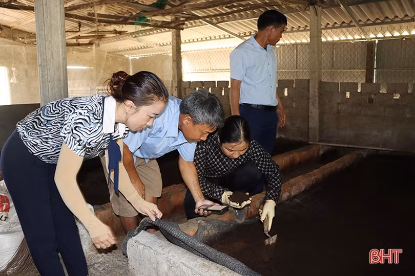 Trồng thử nghiệm sâm “tiến vua” ở xứ Cẩm