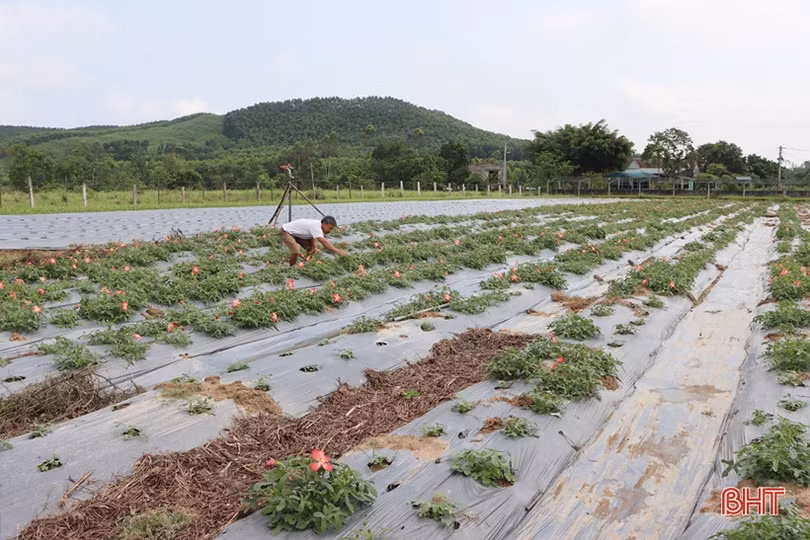 Trồng thử nghiệm sâm “tiến vua” ở xứ Cẩm