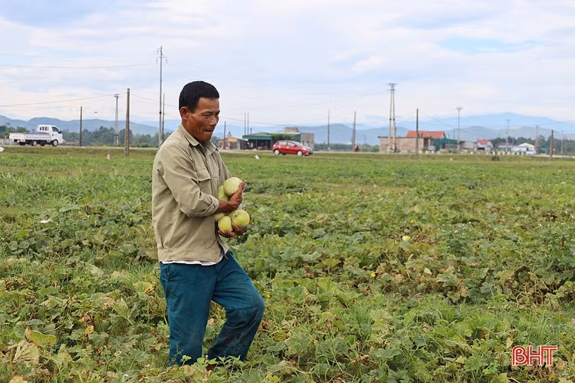 Nông dân Thạch Hà vào vụ thu hoạch dưa