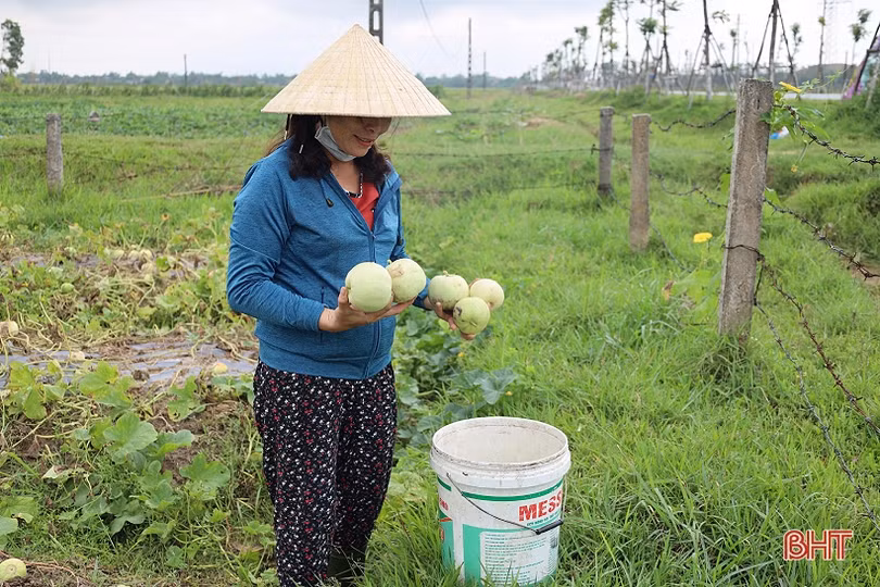 Nông dân Thạch Hà vào vụ thu hoạch dưa