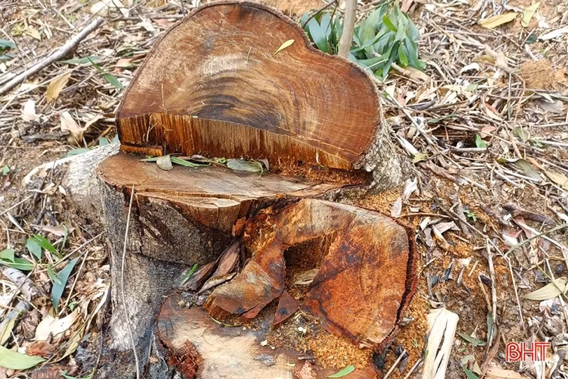 Hạt Kiểm lâm Vũ Quang nói gì khi trên địa bàn liên tiếp xảy ra phá rừng?