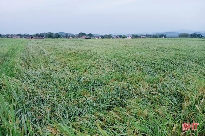 Hơn 1.400 ha lúa xuân đổ ngã do mưa dông, gió giật