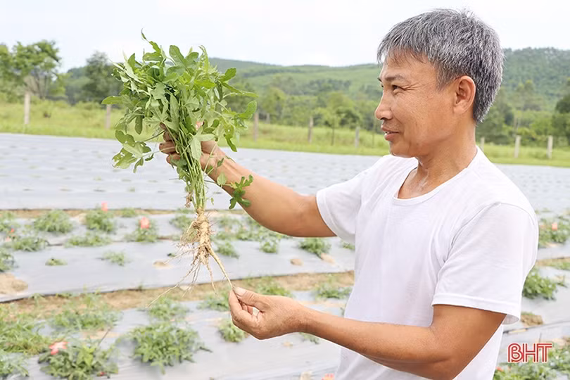 Trồng thử nghiệm sâm “tiến vua” ở xứ Cẩm