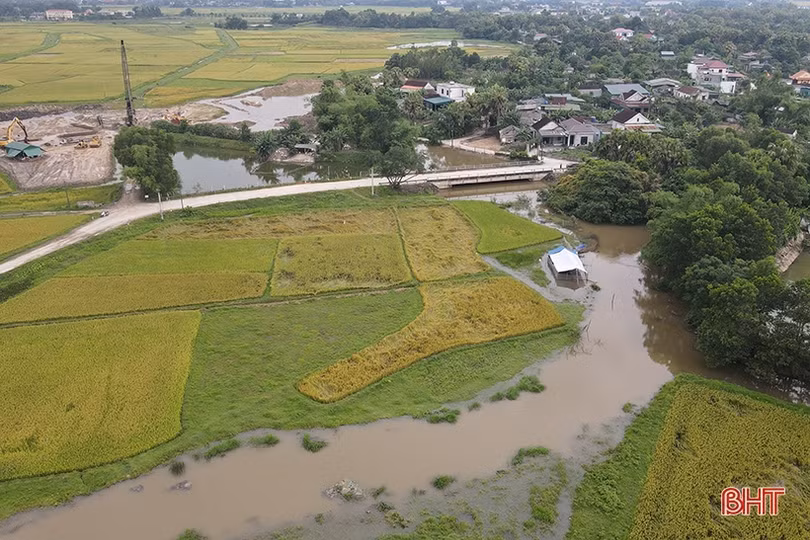 Nhiều diện tích lúa úng ngập do thi công cầu thuộc đường Hàm Nghi kéo dài cản trở dòng chảy