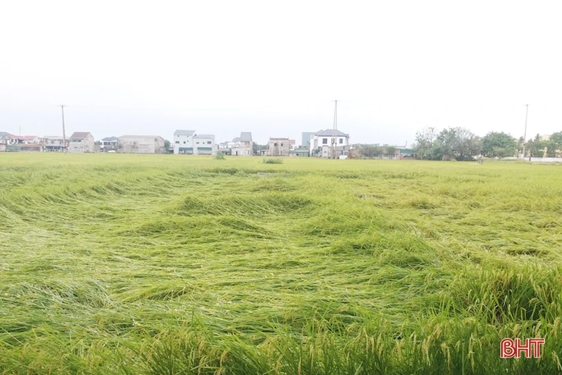 Hơn 1.400 ha lúa xuân đổ ngã do mưa dông, gió giật