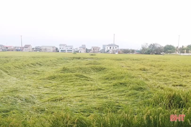 Hơn 1.400 ha lúa xuân đổ ngã do mưa dông, gió giật