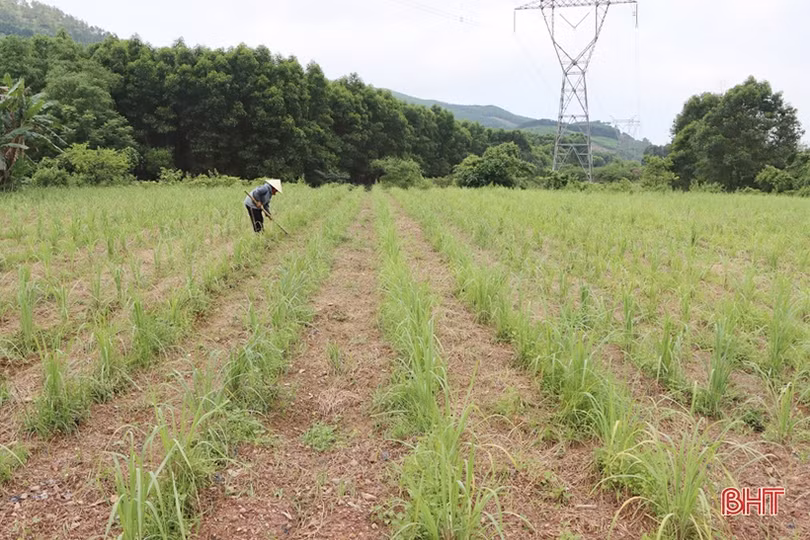 Trồng thử nghiệm sâm “tiến vua” ở xứ Cẩm