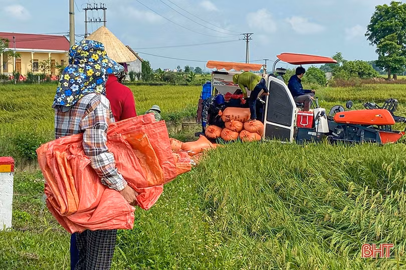 Nông dân Hà Tĩnh thu hoạch sớm nhiều diện tích lúa xuân