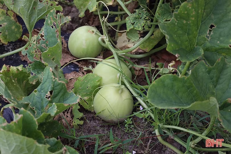 Nông dân Thạch Hà vào vụ thu hoạch dưa