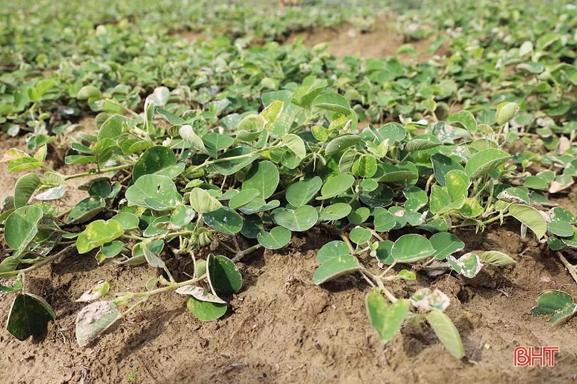 Cán bộ thôn dẫn lối “đổi đời” từ trồng cây dược liệu