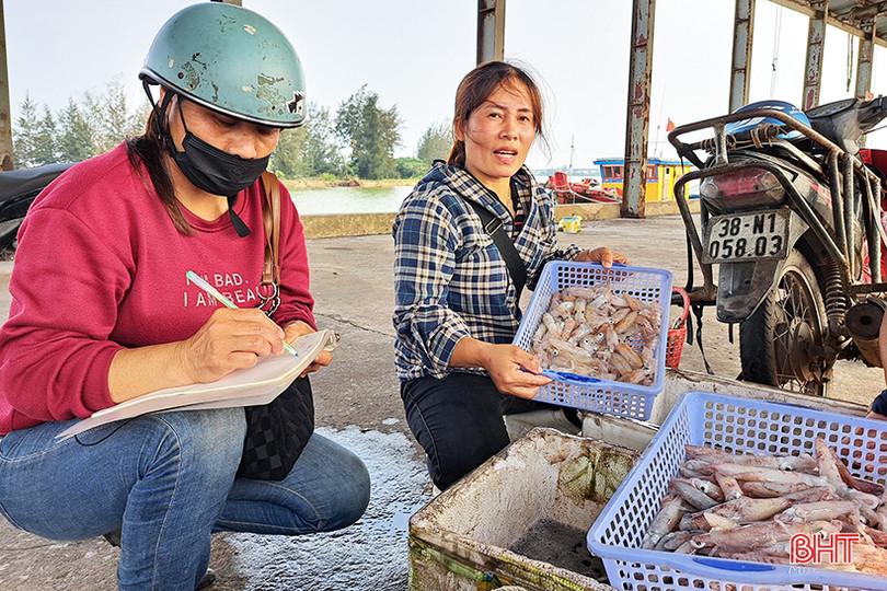 Mực tươi được giá, ngư dân Hà Tĩnh thu tiền triệu mỗi ngày