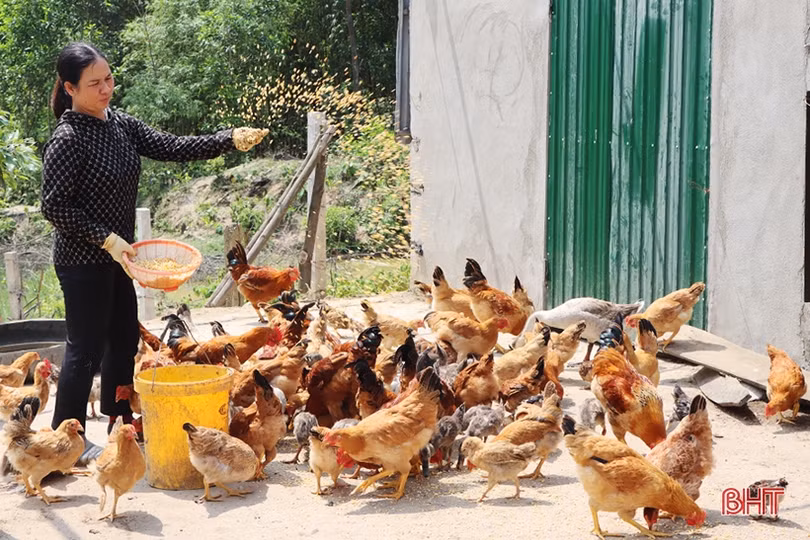 Trồng thử nghiệm sâm “tiến vua” ở xứ Cẩm