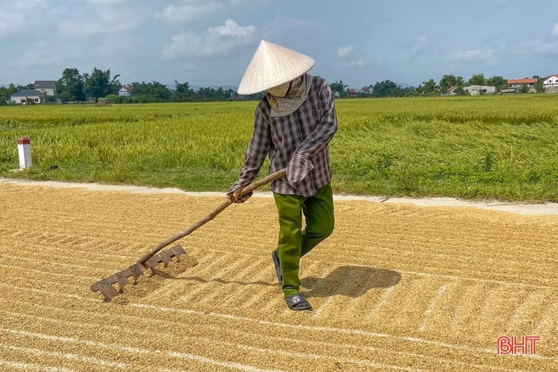Nông dân Hà Tĩnh thu hoạch sớm nhiều diện tích lúa xuân