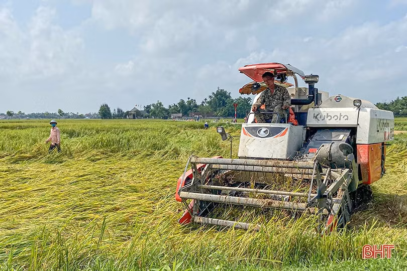 Nông dân Hà Tĩnh thu hoạch sớm nhiều diện tích lúa xuân