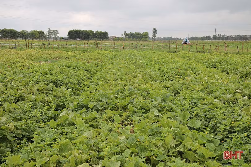 Nông dân Thạch Hà vào vụ thu hoạch dưa