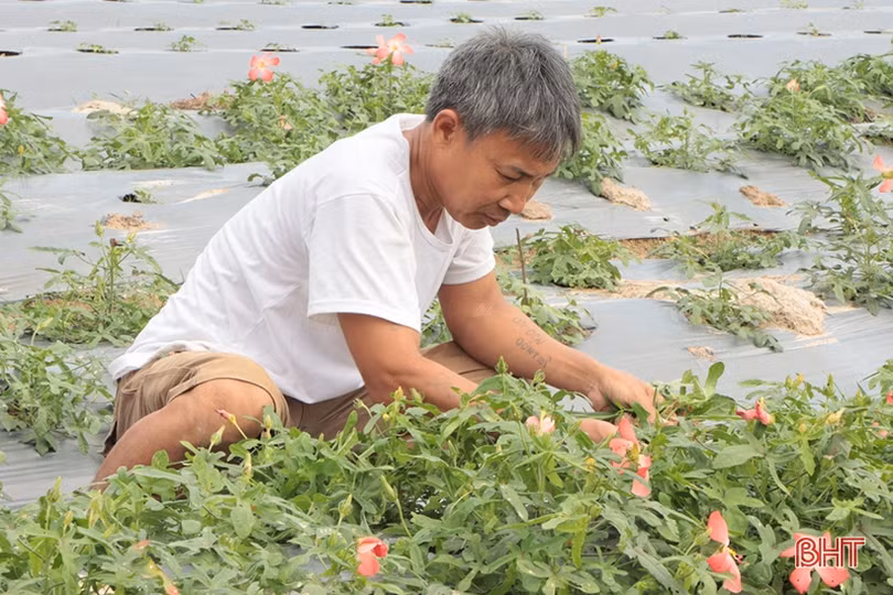 Trồng thử nghiệm sâm “tiến vua” ở xứ Cẩm