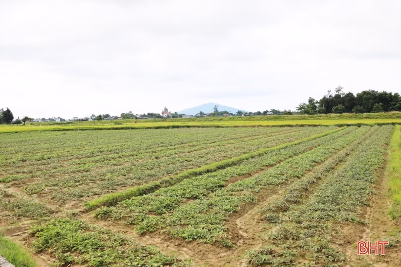 Cán bộ thôn dẫn lối “đổi đời” từ trồng cây dược liệu