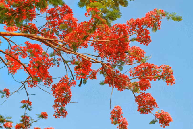 Tiếng phượng rơi