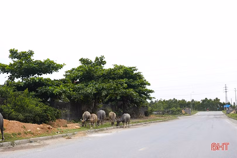 Mất an toàn giao thông vì trâu bò lông nhông trên đường!