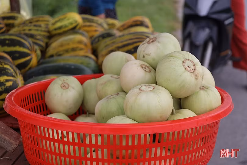 Nông dân Thạch Hà vào vụ thu hoạch dưa