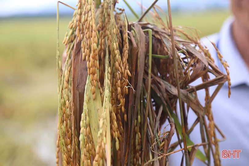 Nhiều diện tích lúa úng ngập do thi công cầu thuộc đường Hàm Nghi kéo dài cản trở dòng chảy